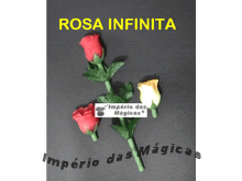 Rosa Infinita - Saldão